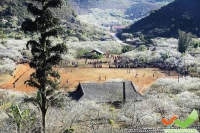 Brilliant plum blossom in Moc Chau Tet welcome