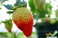 Dalat tourism paradise visit strawberries